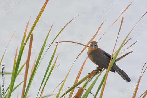 Female boat tailed grackle perched on cat-tail reed wetland water  background photo