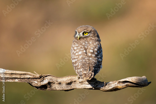 Bird Little owl in natural habitat Athene noctua photo