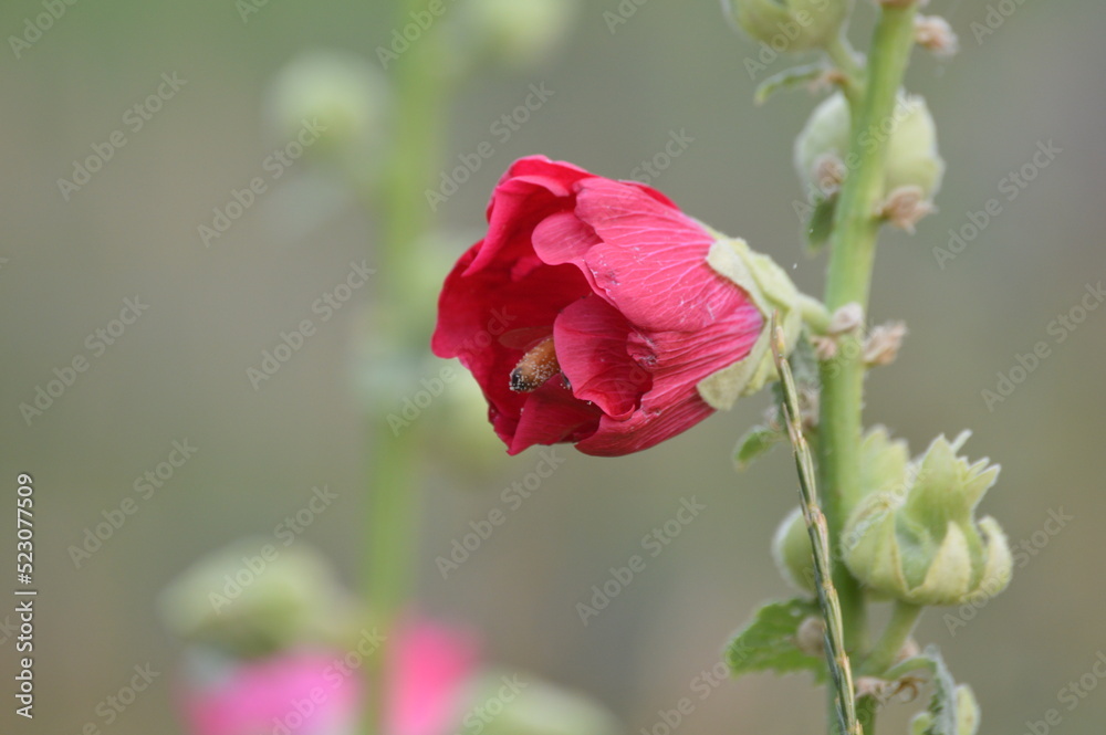 Obraz premium Bee in a Flower