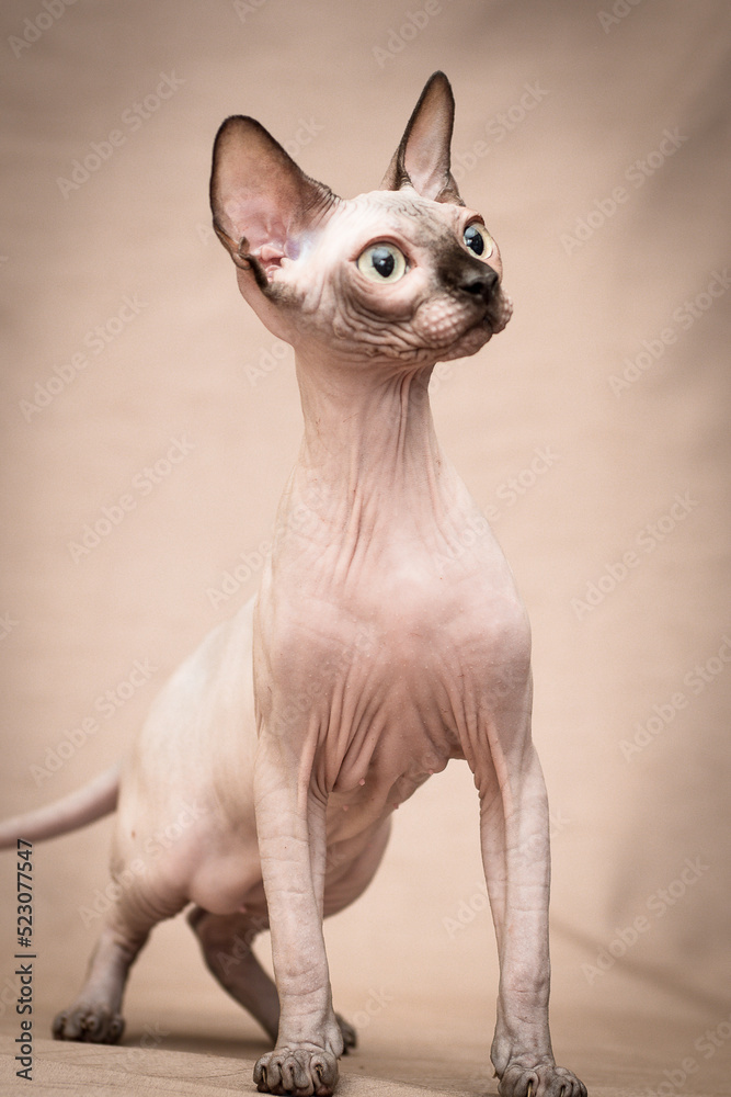 A cat with beautiful ears poses. The breed of the cat is the sphinx