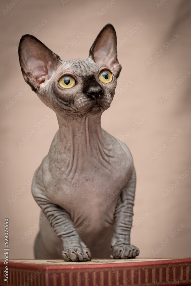 A cat with beautiful ears poses. The breed of the cat is the sphinx A cat with beautiful ears poses. The breed of the cat is the sphinx