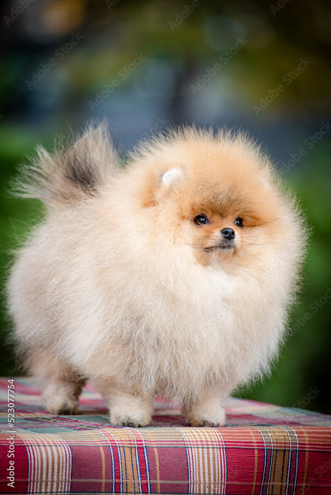 A cute, fluffy, red puppy stands beautifully on a path in the park. The breed of the dog is the Pomeranian. A cute, fluffy, red puppy stands beautifully on a path in the park. The breed of the dog is the Pomeranian.