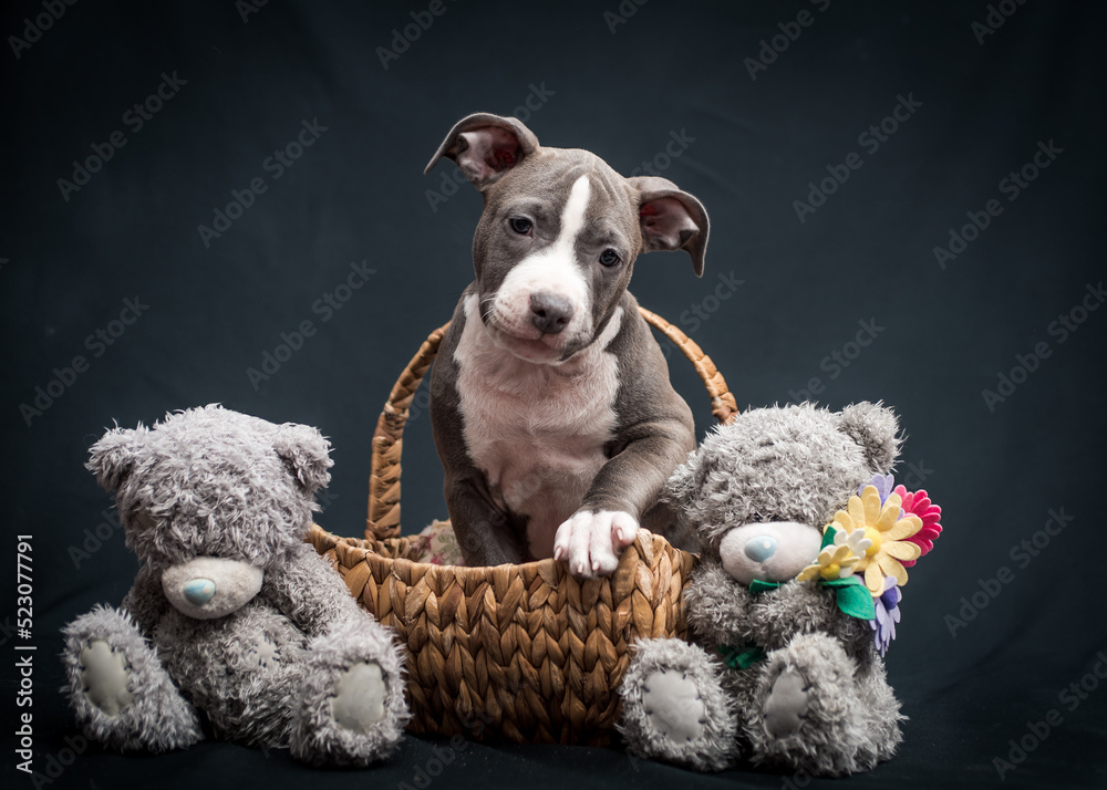 A gray puppy with funny ears sits in a basket near teddy bears