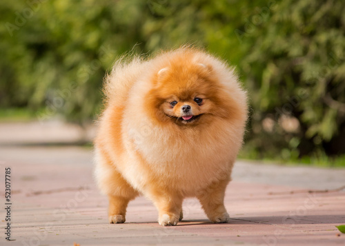 A cute, fluffy, red puppy stands on a path in the park and smiles. The breed of the dog is the Pomeranian