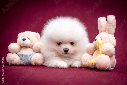 Cute white puppy lies near plush toys. The breed of the dog is the Pomeranian © Mykola Tkach