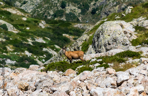 Lo sguardo del camoscio