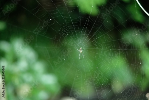 spider web with dew in japan small village