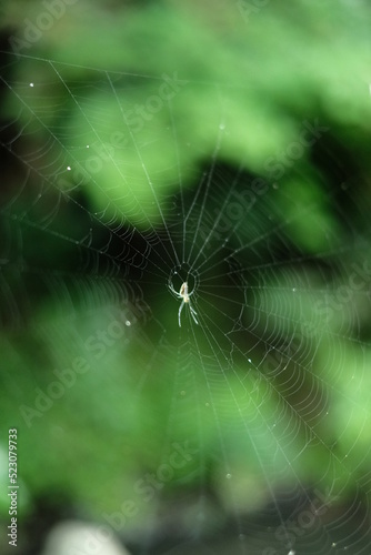 spider web with dew in japan village