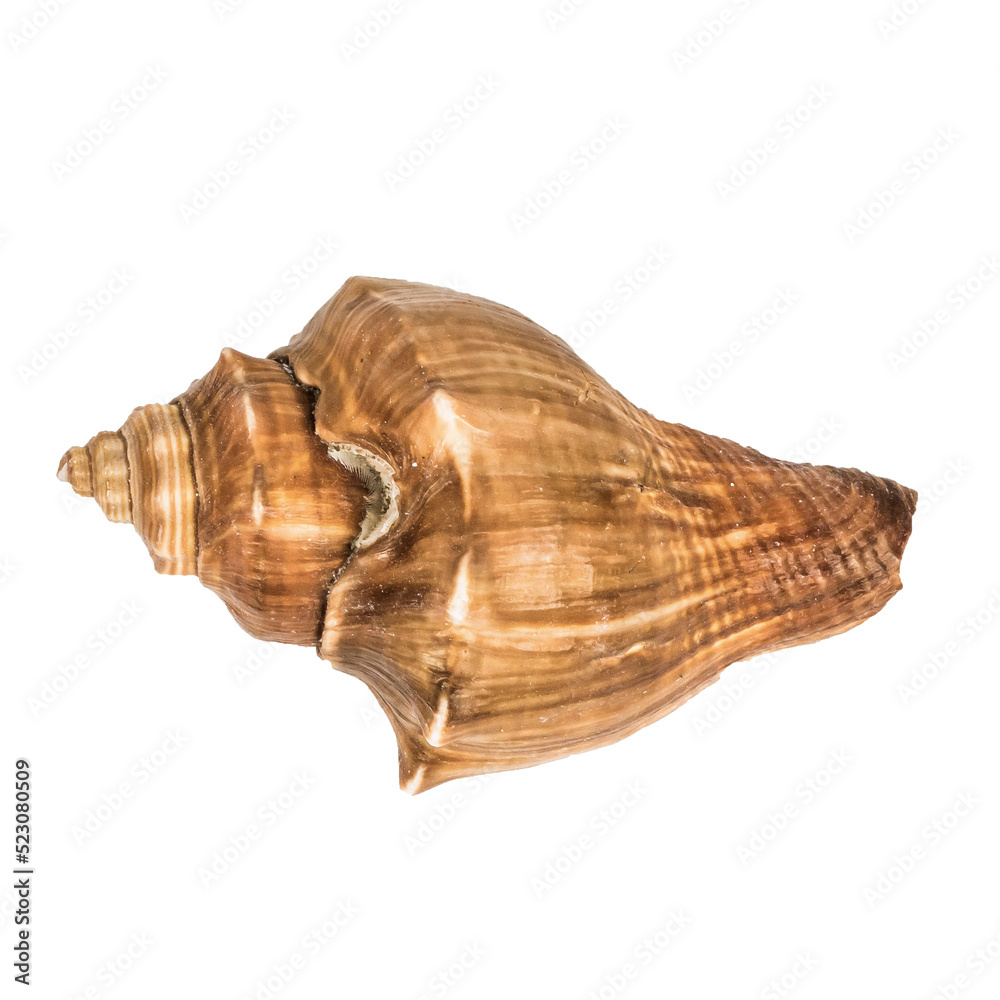 Sea shellfish isolated on white background Sea shellfish isolated on white background