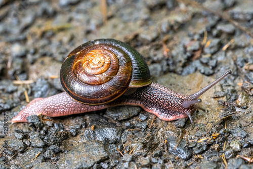 Pacific Sideband Snail (Monadenia fidelis)