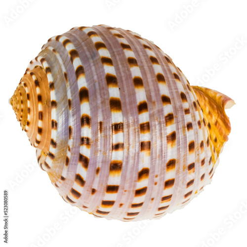 Sea shellfish isolated on white background