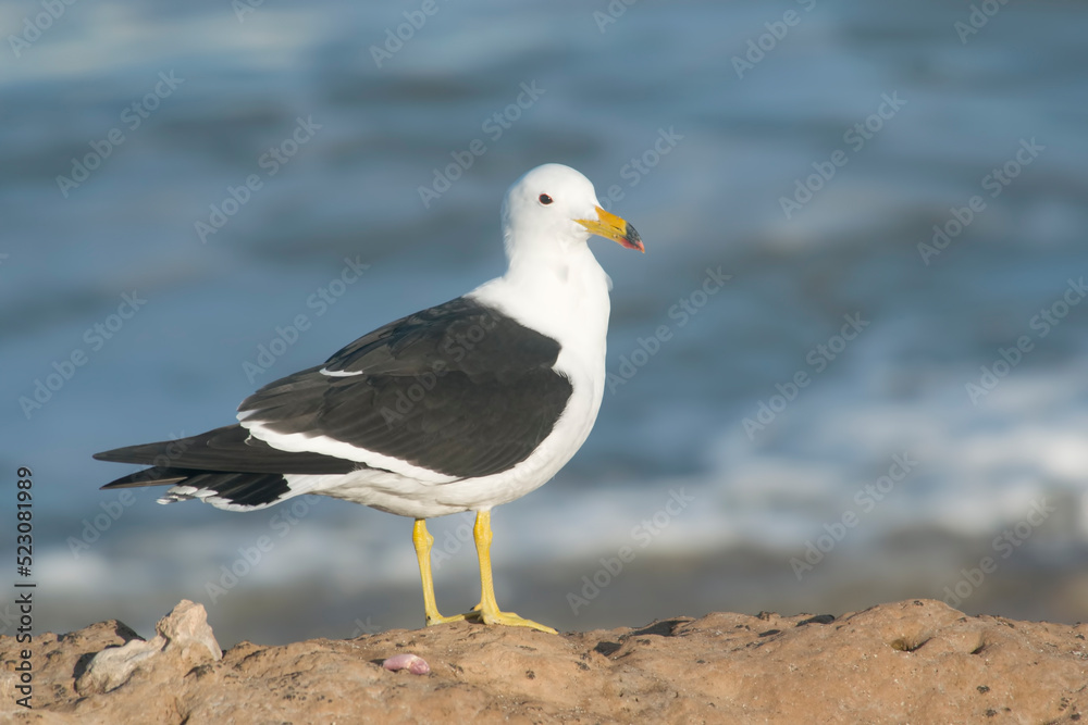 olrog's seagullperched on a rock , near the coast olrog's seagullperched on a rock , near the coast