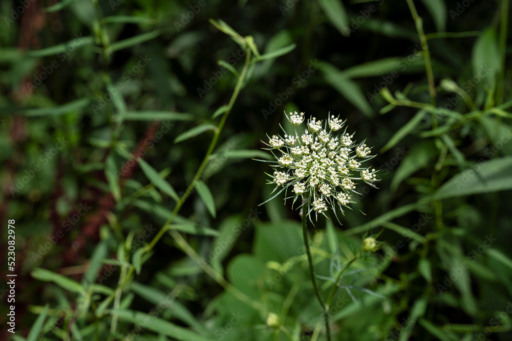 Native flower called Wild Carrot in North Carolina