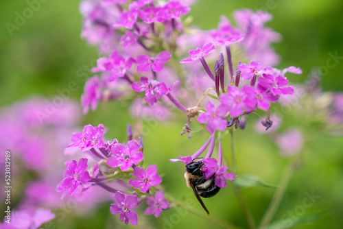 Bumblebee on a pink flower  photo