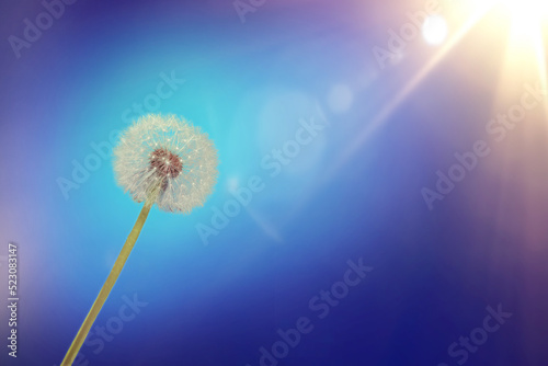 Fototapeta Naklejka Na Ścianę i Meble -  dandelion on blue background on a sun rays