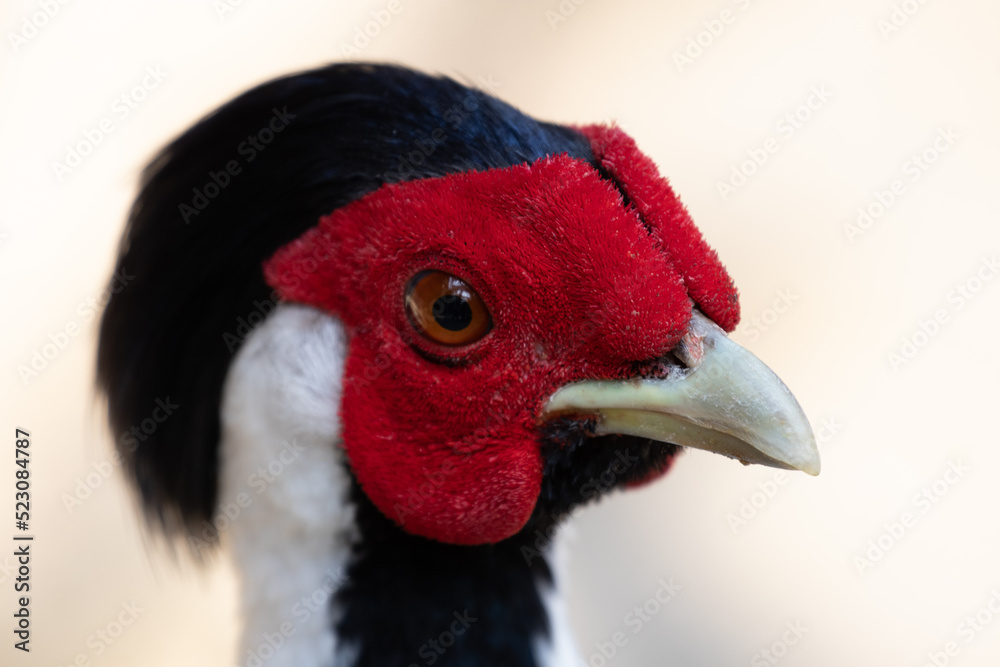 Close up Beautiful Silver Pheasant bird , white, black and red face