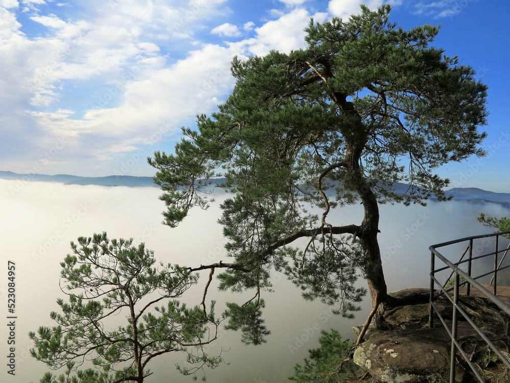 Obraz premium tree on the hill