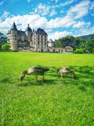 castle on the hill photo