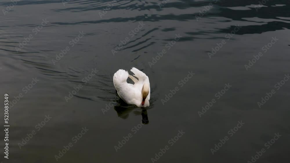 Hallstatt swan is swimming in touristic destination for food Hallstatt swan is swimming in touristic destination for food