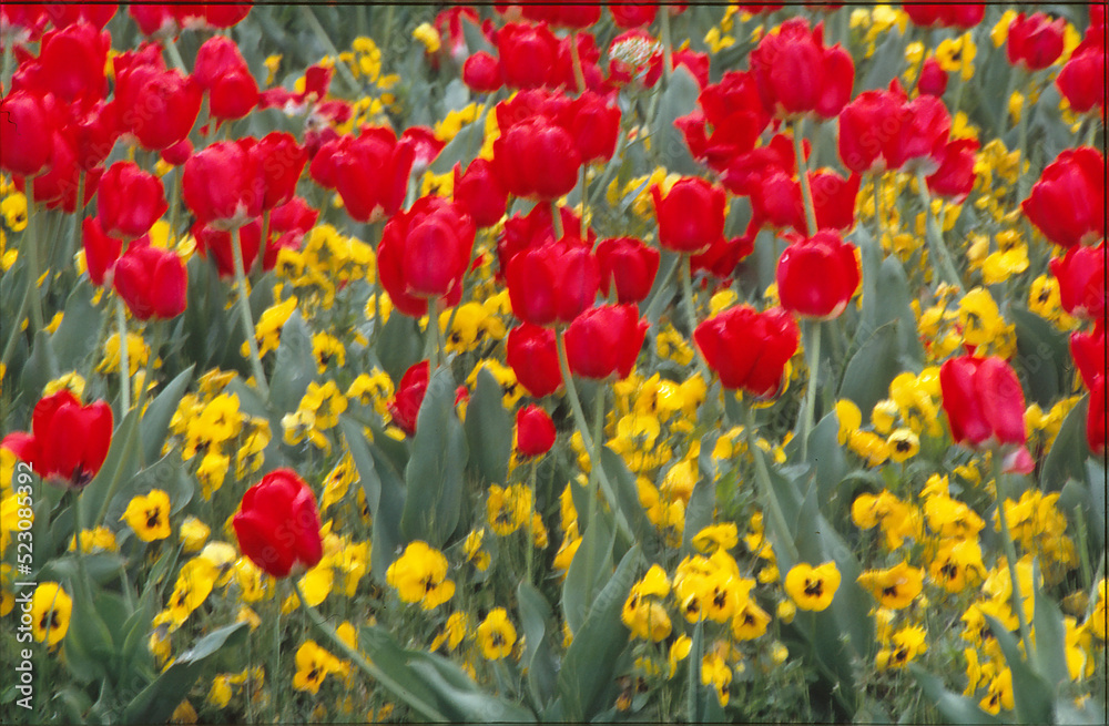Fototapeta premium flowers in nature