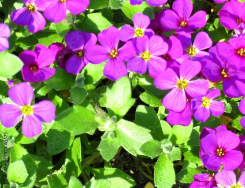flowers in nature