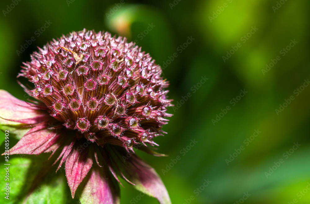 bergamot flower closeup for background bergamot flower closeup for background