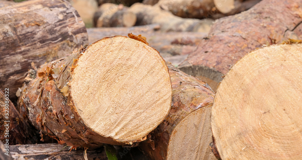 sawn pine trunk.freshly sawn pine trunk with sawdust for background sawn pine trunk.freshly sawn pine trunk with sawdust for background