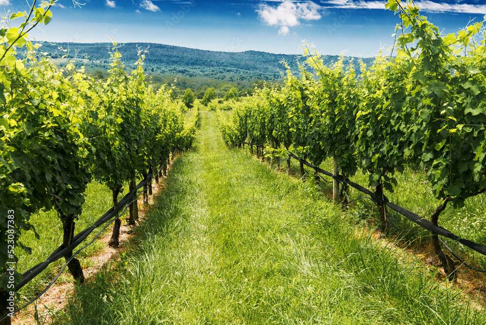 row of wine grapes in a Virginia vineyard in the suburbs of Leesburg. Sunny day, blue sky.