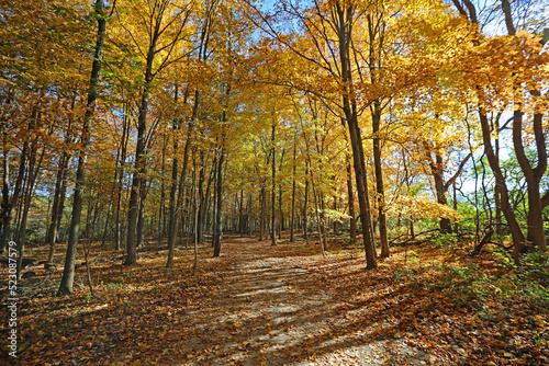 Fototapeta Naklejka Na Ścianę i Meble -  Romantic walk in the forest - Ohio