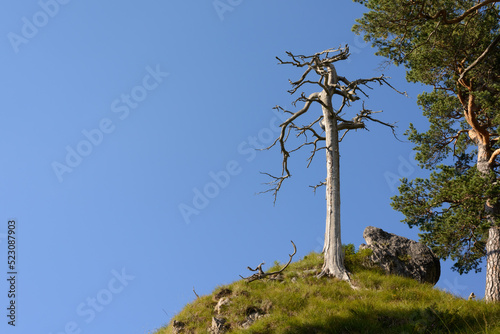 Scots pine (Pinus sylvestris) dead and alive, copyspace