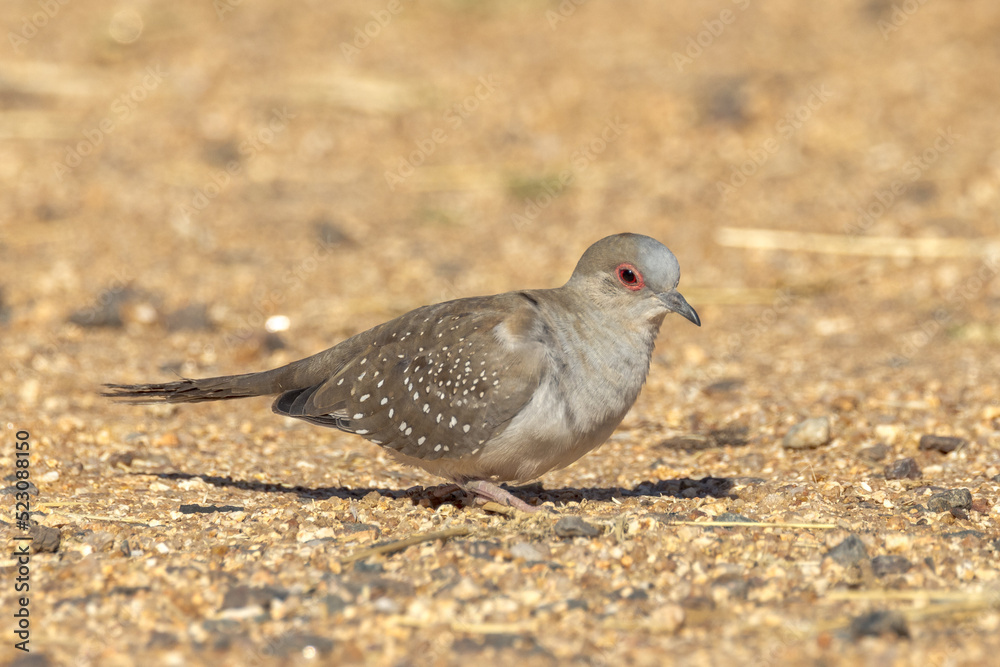 Diamond Dove in Northern Territory Australia Diamond Dove in Northern Territory Australia