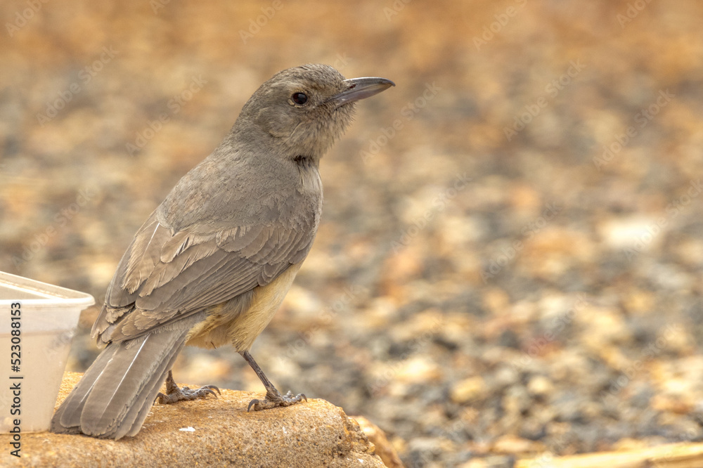 Obraz premium Grey Shrikethrush in Northern Territory Australia
