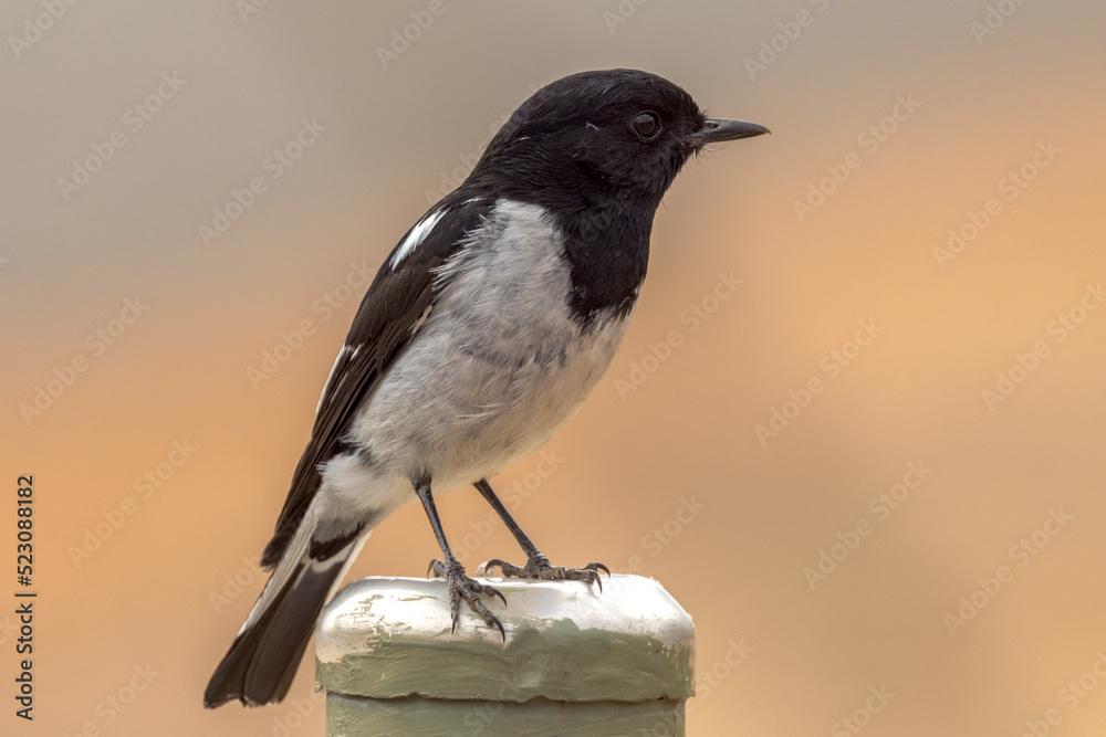 Obraz premium Hooded Robin in Northern Territory Australia