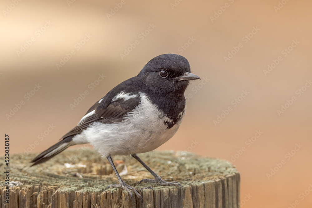 Hooded Robin in Northern Territory Australia Hooded Robin in Northern Territory Australia