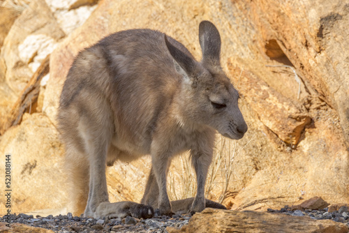 Black-footed Rock Wallaby in Northern Territory Australia