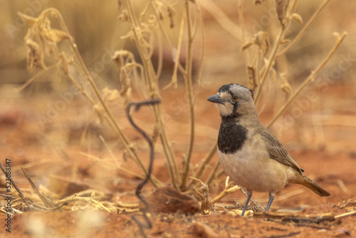 Crested Bellbird in Northern Territory Australia photo