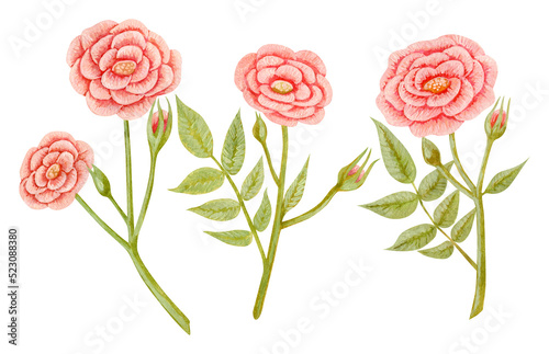 Set of isolated watercolor and acrylic elements. Flowers. Rose. Painting. Color illustration. The print is used for packaging design, fabric.