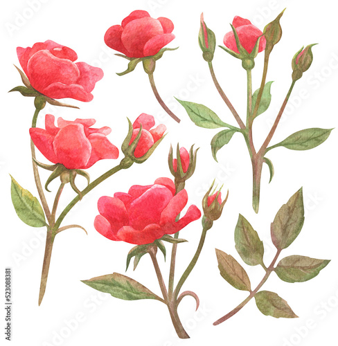Set of isolated watercolor elements. Flowers. Rose. Painting. Color illustration. The print is used for packaging design, fabric.