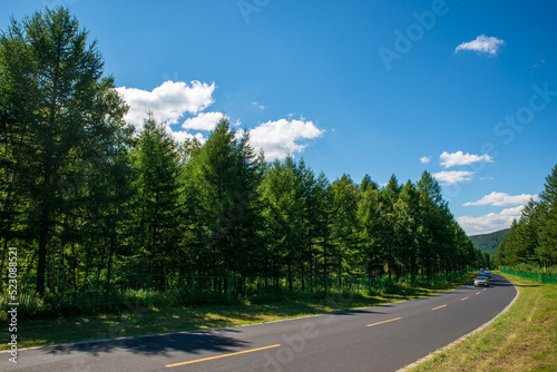 A road shaded by green trees © Sun