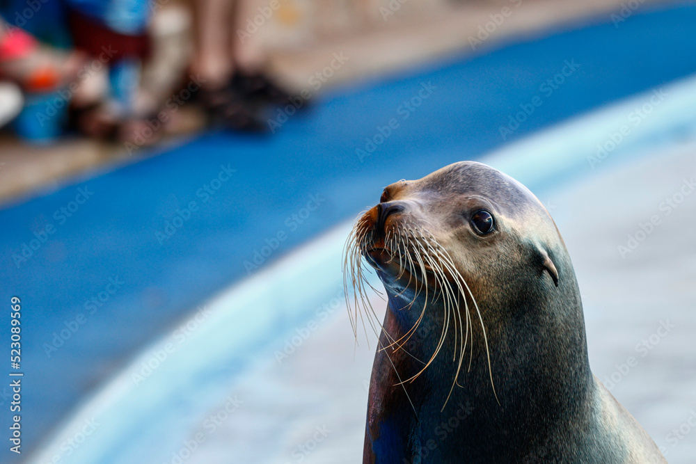 Fototapeta premium アシカ アザラシ