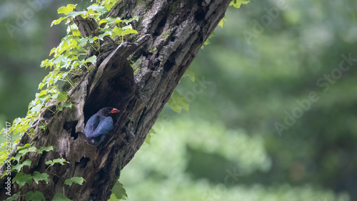 파랑새, 새가 날다, 고목, 육추, broad-billed roller, Bluebird, bird fly, old tree photo