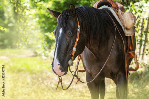 Portrait of a pretty black quarter horse mare in summer outdoors. The horse wearing a bridle and a western saddle