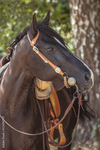 Portrait of a pretty black quarter horse mare in summer outdoors. The horse wearing a bridle and a western saddle © Annabell Gsödl