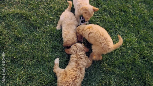 Above 4 labradoodle puppies playing tug of war with stuffed animal chew toy