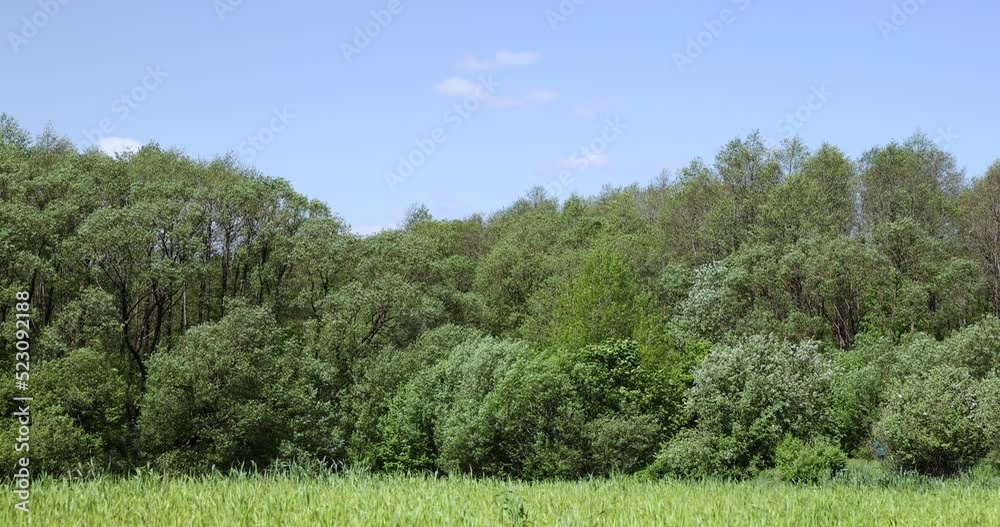 An agricultural field where green cereals grow, a field where wheat and other cereals are grown for food, windy weather An agricultural field where green cereals grow, a field where wheat and other cereals are grown for food, windy weather