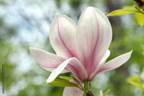 Magnolia tree with beautiful flower on blurred background, closeup