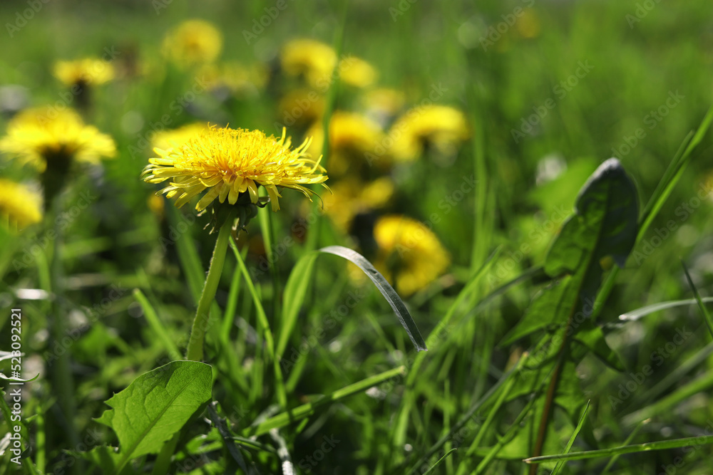 Beautiful bright yellow dandelions in green grass on sunny day, closeup Beautiful bright yellow dandelions in green grass on sunny day, closeup
