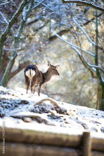 奈良公園　雪の中の鹿 photo