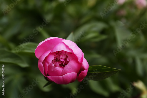 Beautiful pink peony bud on bush outdoors, closeup