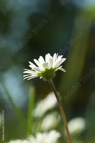 Beautiful daisy flower growing outdoors, closeup view